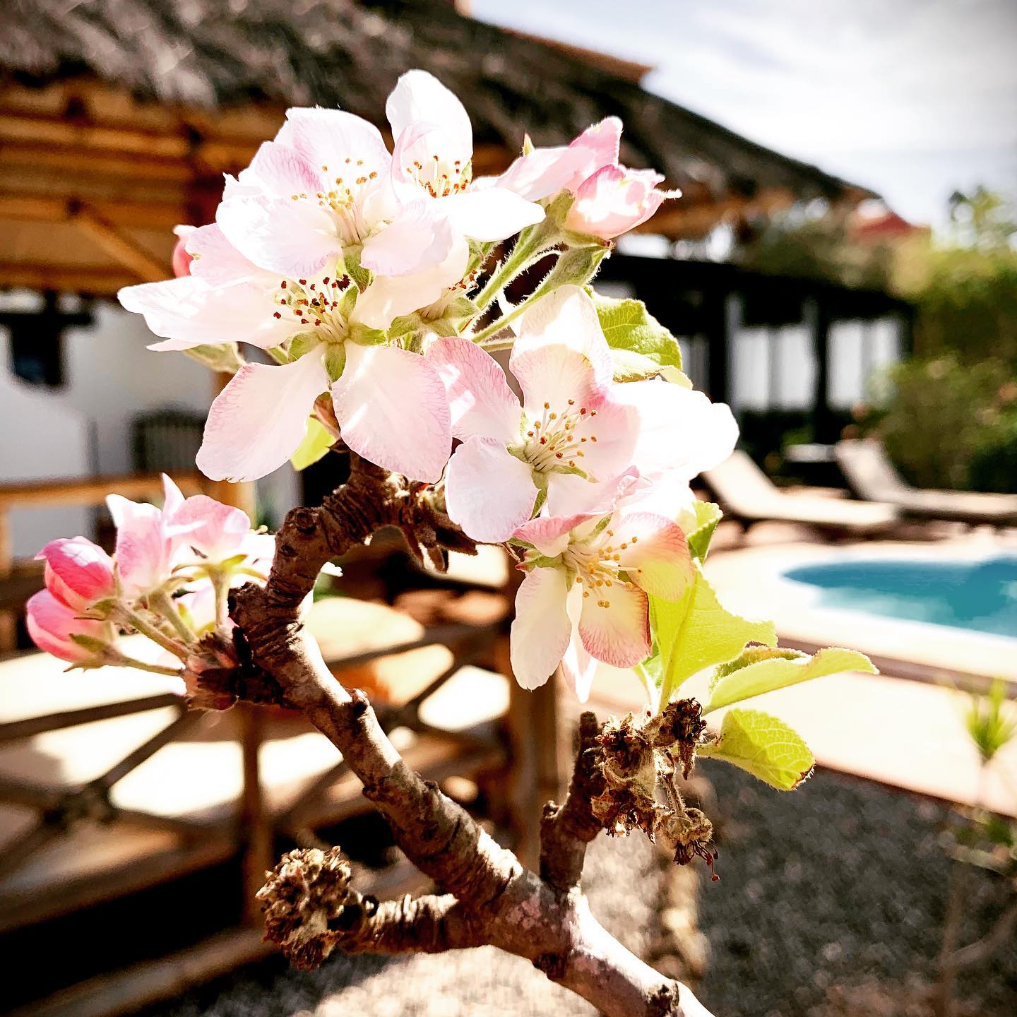 Fiore rosa con la piscina di Villa Azul sullo sfondo
